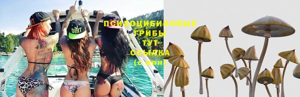 мяу мяу мука Абаза