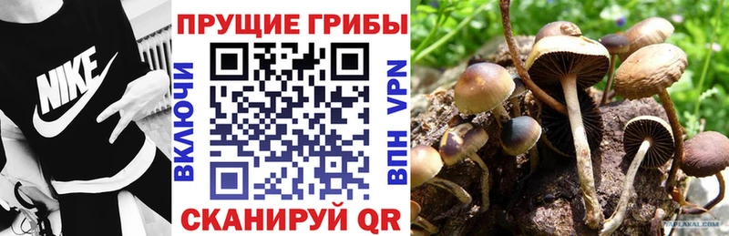 OMG ССЫЛКА Серафимович Галлюциногенные грибы GOLDEN TEACHER